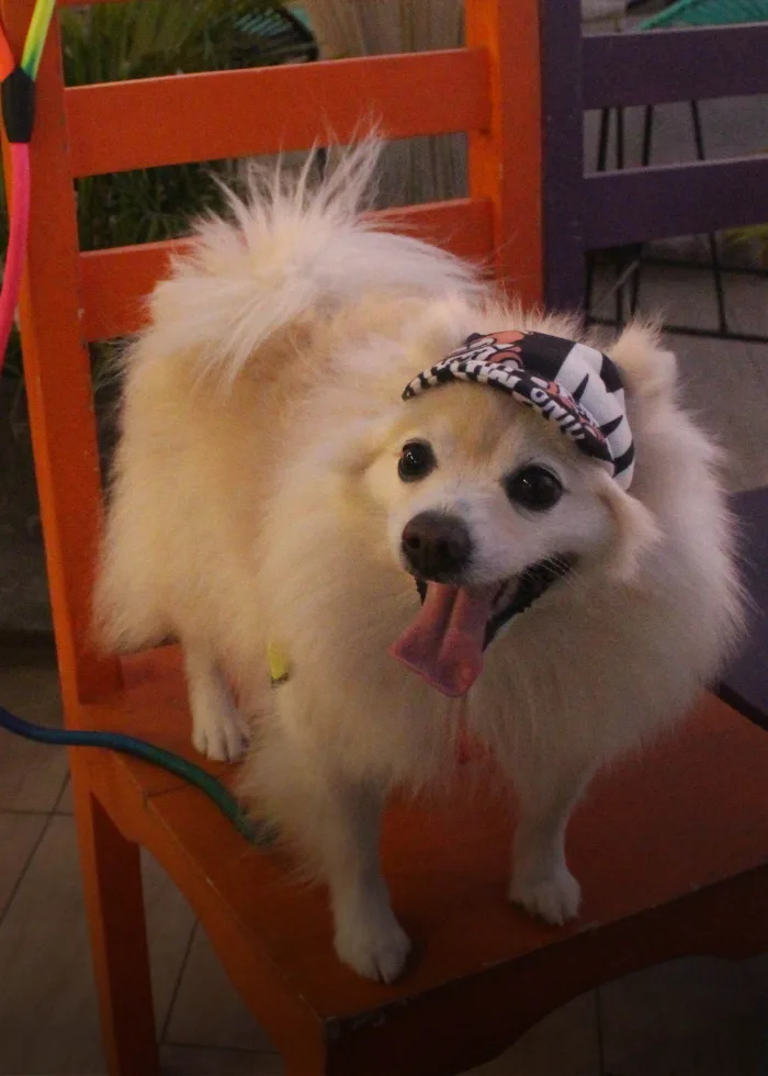 Zona pet friendly - Fiesta de las Luces 2026